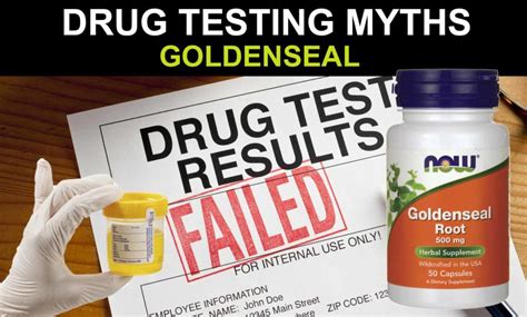 can you take golden seal drug test|can goldenseal kill you.